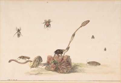 Bir Mantar Tarafından Çeşitli Böcekler, 1681. by Rochus van Veen