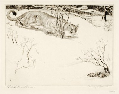 Bob-white ve Puma by Rodney Thomson
