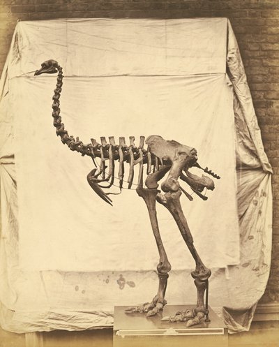 Dinornis Fil Dinozor by Roger Fenton