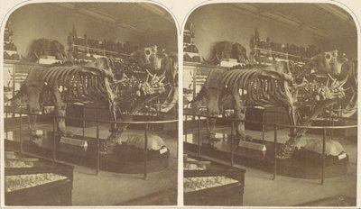 Megatherium, British Museum, 1850