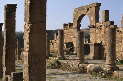 Cardo ve Cosinius Pazarı