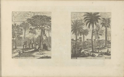 Landschappen mangobomen, kokos- en palmbomen koyar Java adasının meyveleri vb. / Hindistan Ağaçları (nesnedeki başlık) Doğu ve Batı Hint Adaları ve Diğer Yerler (dizi başlığı) by Romeyn de Hooghe