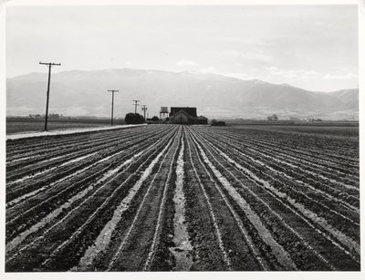Genç Marul, Salinas, California by Russell Lee