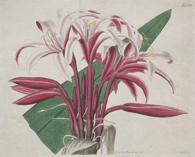 Sergilenen Botanik Dergisi veya Çiçek Bahçesi: Görkemli Crinum by S. Curtis