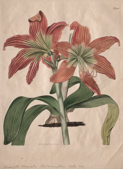 Sergilenen Botanik Dergisi veya Çiçek Bahçesi: Dağ Gölü Lily, 1827. by S. Curtis
