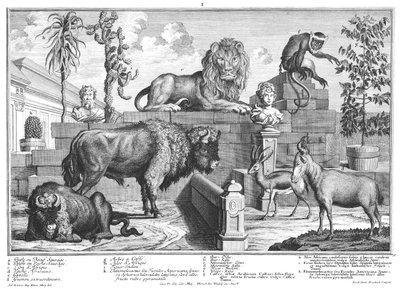 Aslan ve bizon çifti by Salomon Kleiner