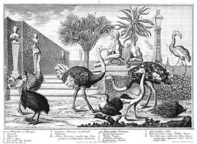Devekuşu, cassowary, kirpi by Salomon Kleiner
