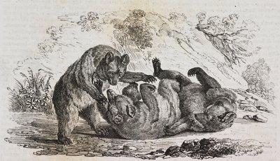 Asturias Ayıları, İspanya, Poliorama Pittoresco'dan Salvatore Puglia tarafından litografi, n 9, Ekim 7 by Salvatore Puglia