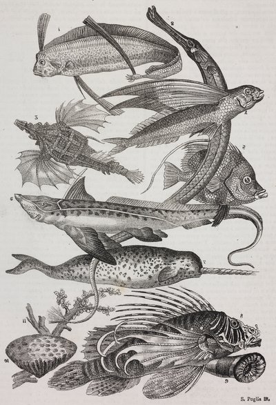 Okyanus canlıları: 1 Dattiloftera, 2 Syngnathus, 3 Pegasus, 4 Trachypterus, 5 Chaetodon, 6 Tavşan balığı, 7 Unicorn (narwhal), 8 Flying Pteroids, 9 Attinia by Salvatore Puglia