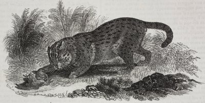 Sumatra kedisi, Poliorama Pittoresco'dan Salvatore Puglia tarafından litografi, n 47, 1 Temmuz by Salvatore Puglia