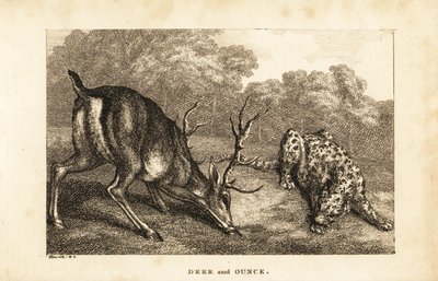 Bir geyik, Cervus elaphus ve bir kar leoparı, Panthera uncia arasındaki karşılaşma by Samuel (after) Howitt