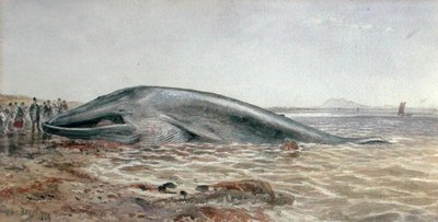 Aberlady Balinası, Longriddy Körfezi by Samuel Bough