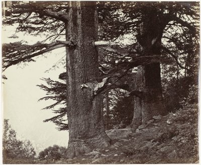 Twee sedirbomen, Himachal Pradesh Çevresi 35 fit ve 37 fit olan Deoddars (orijinal başlık) by Samuel Bourne (attributed to)