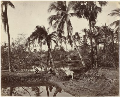 Bengal, Hindistan