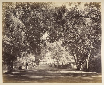 Tanjore yakınlarındaki bir ağaç kemeri by Samuel Bourne