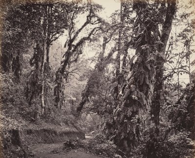 Darjeeling, Tukvar Yolu ile Sarmaşıklı Orman Manzarası by Samuel Bourne