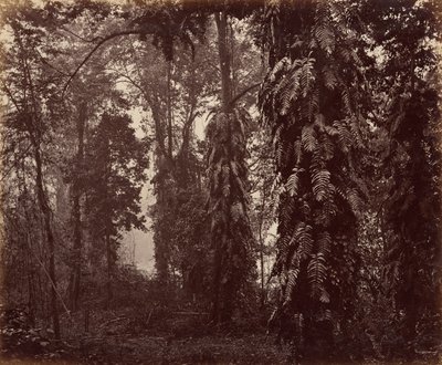  by Samuel Bourne