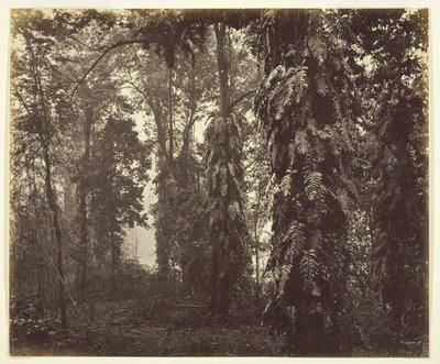 Darjeeling, Hindistan, c. 1865. by Samuel Bourne