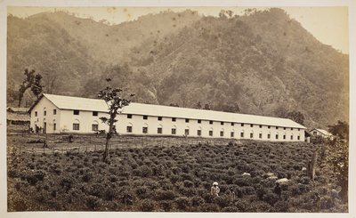 Selim Tea Estate, Darjeeling, yeni fabrika, alt bölüm,  