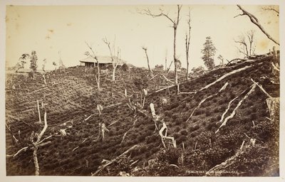 Selim Çay Malikanesi, Darjeeling,  
