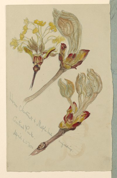 At Kestanesi ve Akçaağaç Tomurcuklarının Açılması, Central Park by Samuel Colman