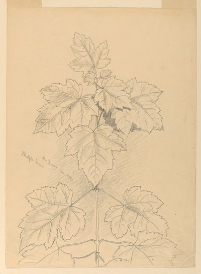 Akçaağaç Yaprakları, Çöl Dağı by Samuel Colman