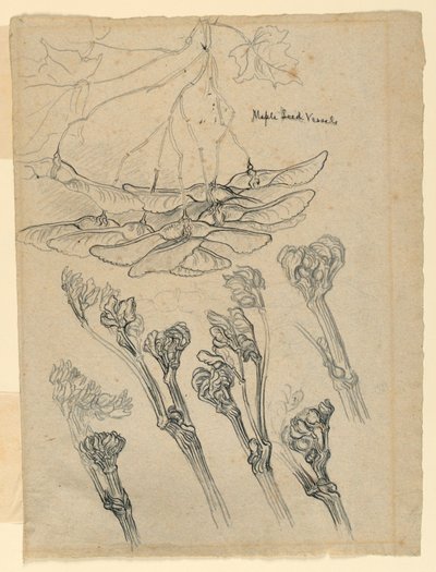 Akçaağaç Tohum Kapları by Samuel Colman