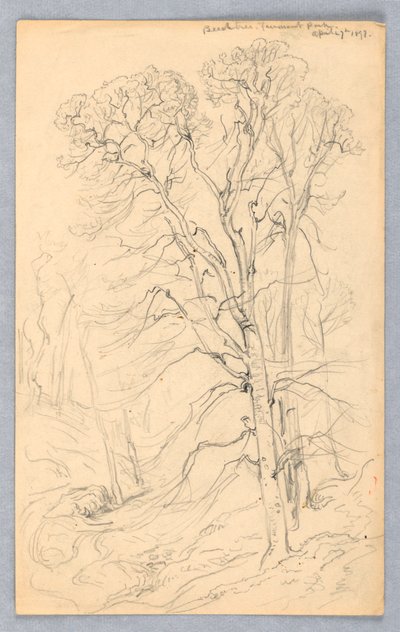 Ağaç Çizimleri by Samuel Colman