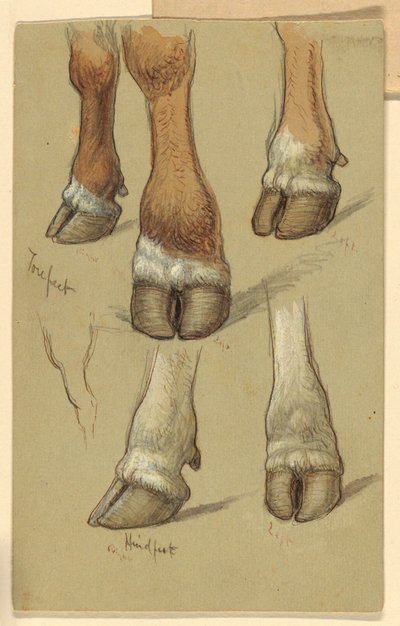 Sığır Sonrası Çalışmalar by Samuel Colman