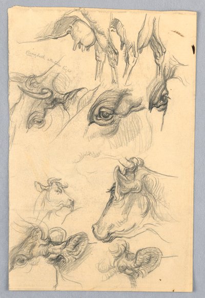 İnek Çalışmaları by Samuel Colman