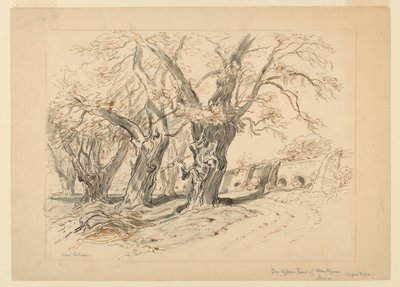 Montezuma'nın Selvi Ağaçları için Çalışma, Chapultepec Parkı, Meksika by Samuel Colman
