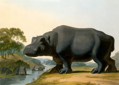 Su aygırı, 1804 by Samuel Daniell