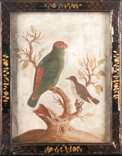 Yeşil ve Kırmızı Hint Muhabbet Kuşu, 1750 civarı by Samuel Dixon