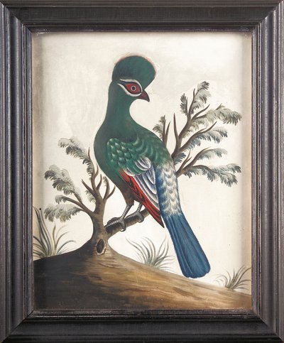 Touraco, 1750 civarı by Samuel Dixon