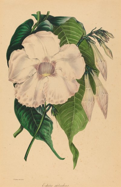Muz splendens by Samuel Holden