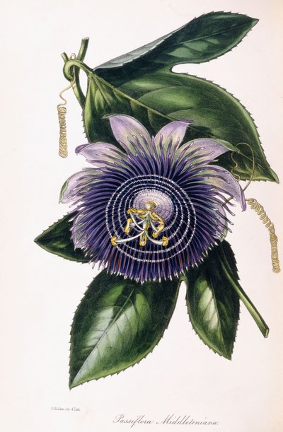 Passiflora Middletoniana, c.1834-1849 by Samuel Holden