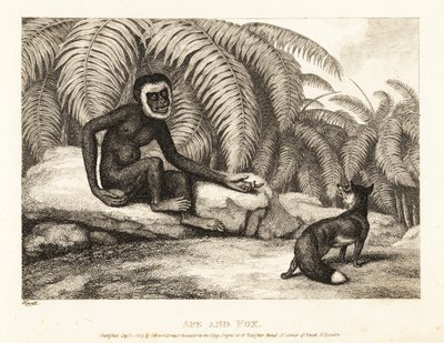 Kuyruksuz bir maymun, kuyruğunun bir kısmını tilkiden ister. Maymun ve tilki. 1811 (gravür) by Samuel Howitt