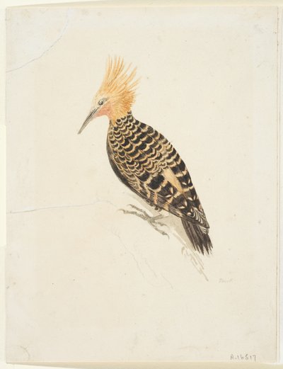 Kuş, c.1765-22 (dokuma kağıt üzerine grafit ve sulu boya, ortaya konmuştur) by Samuel Howitt