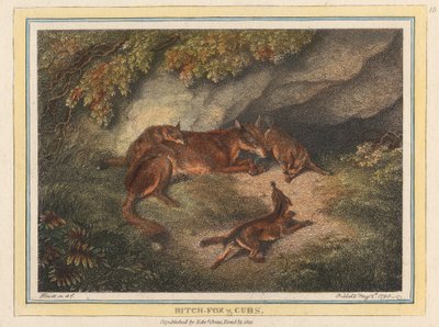 Kaltak Tilki ve Yavruları by Samuel Howitt