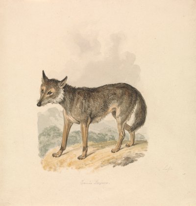 Canis Lupus veya Gri Kurt by Samuel Howitt
