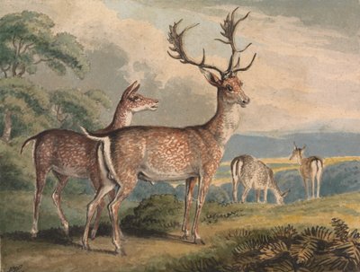 Geyik, Doe ve Fawns by Samuel Howitt