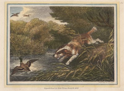 Su Spaniel by Samuel Howitt