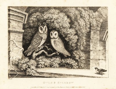 İki baykuş ve bir serçe. 1811 (gravür) by Samuel Howitt