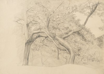 Yeşillik içinde bir ağaç çalılığı, 1884 (devetüyü serilmiş kağıt üzerine grafit) by Samuel Isham