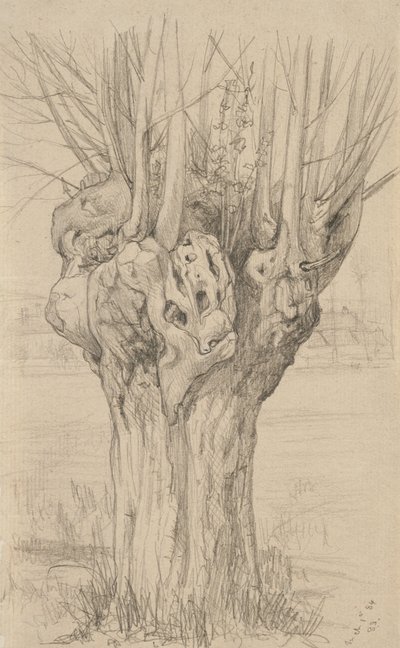 Boğumlu ağaç, 1884 (devetüyü serilmiş kağıt üzerine grafit) by Samuel Isham