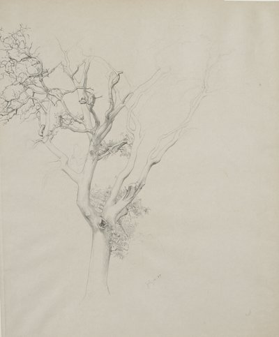 Ağaç çalışması, 1884 (gri dokuma kağıt üzerinde grafit) by Samuel Isham