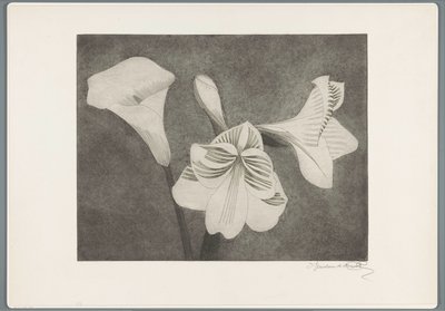Amaryllis ve Aaron'ın Kupası by Samuel Jessurun de Mesquita (signed by artist)