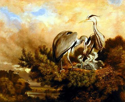 Balıkçıl Yavrularını Çam Ağacında Besliyor by Samuel John Carter