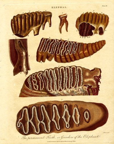 Filin Kalıcı Dişleri ya da Öğütücüleri by Samuel John Neele