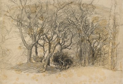 Ağaçların İncelenmesi, Clovelly Park, 1834 by Samuel Palmer